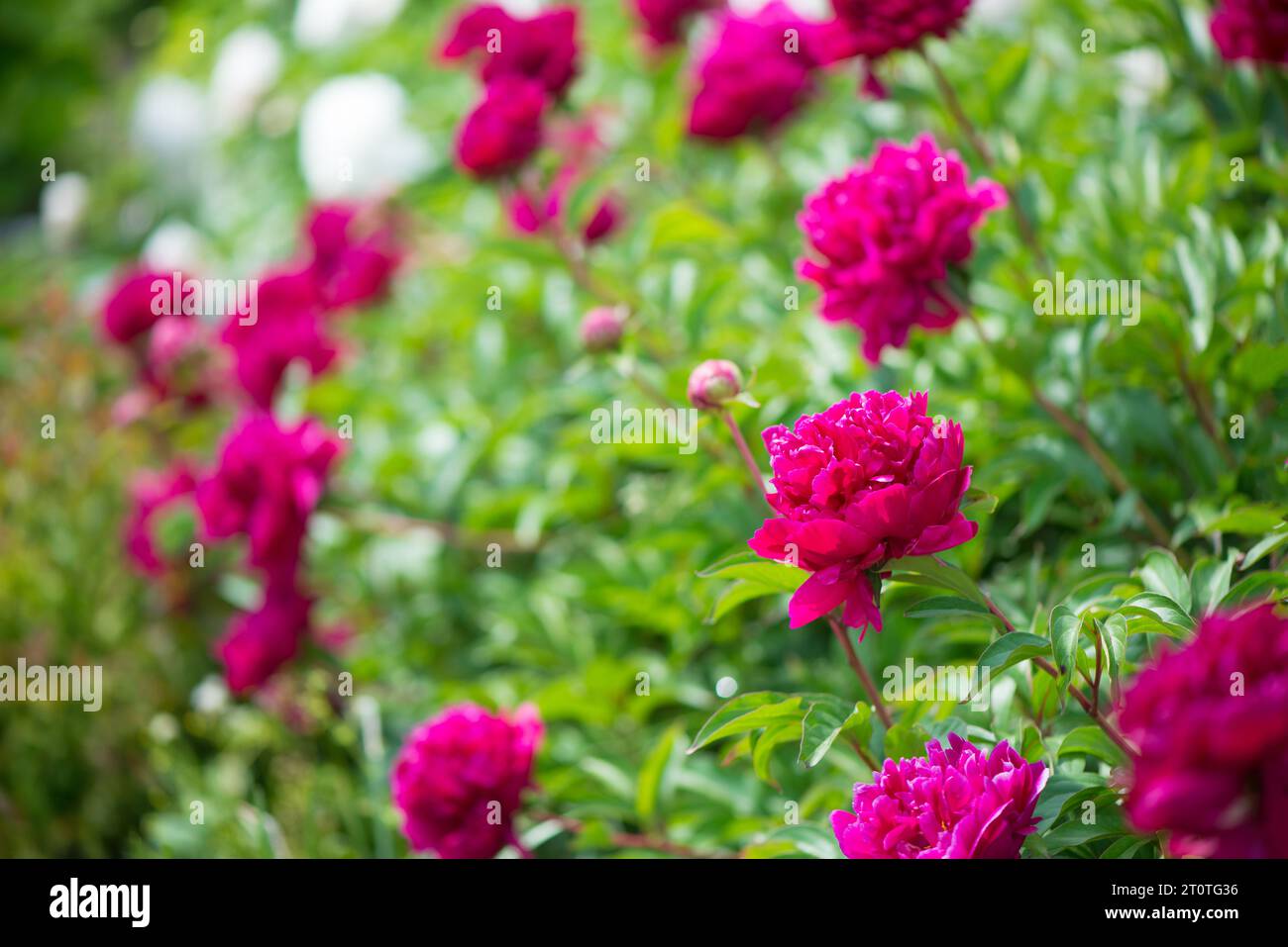 La pivoine est rose. Belles fleurs roses. Beaucoup de bourgeons de pivoine. Flower grove. Jardin à la maison avec pivoines luxuriantes. Banque D'Images