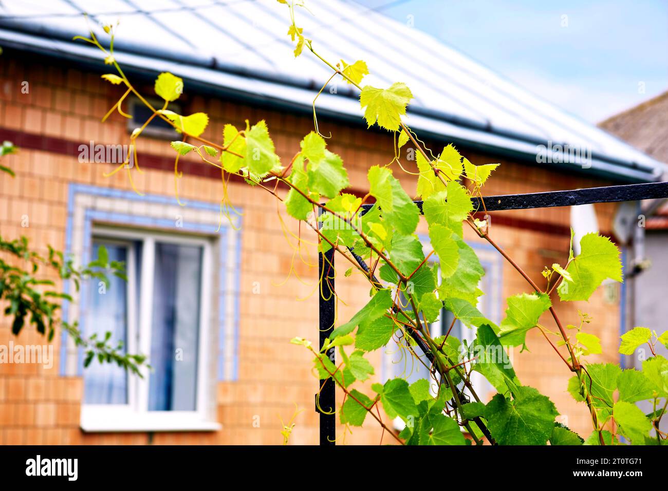Jeunes branches de raisin vert avec une arche, une maison rurale Banque D'Images