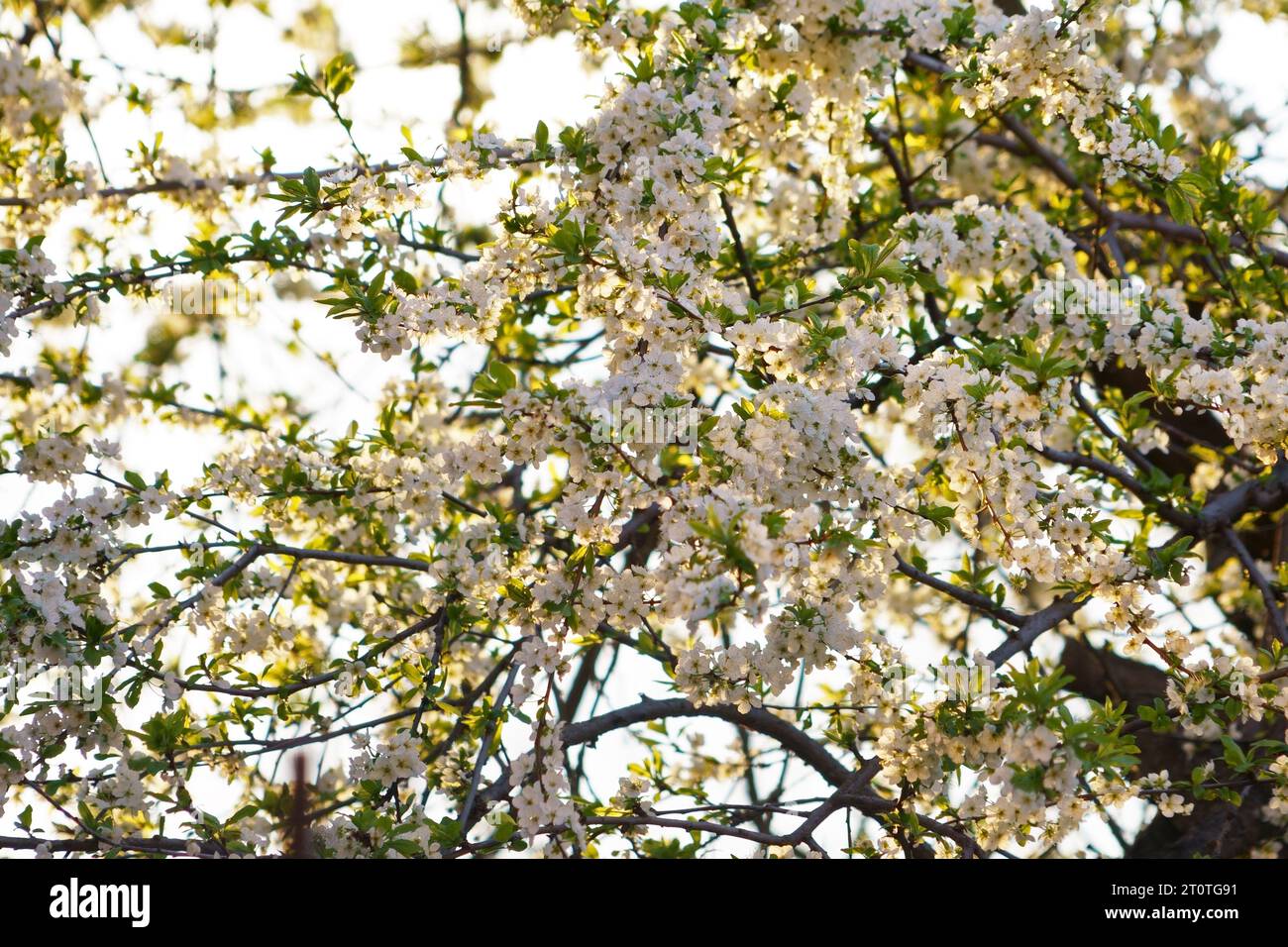 Fleurs de pommier dans la branche dans le jardin de printemps Banque D'Images