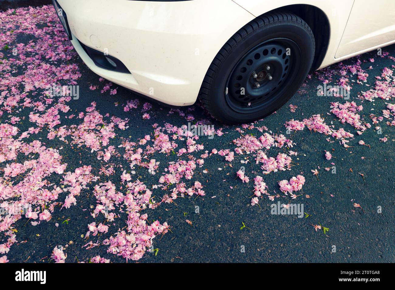 Fragment de voiture sur la route avec des pétales de sakura tombés Banque D'Images