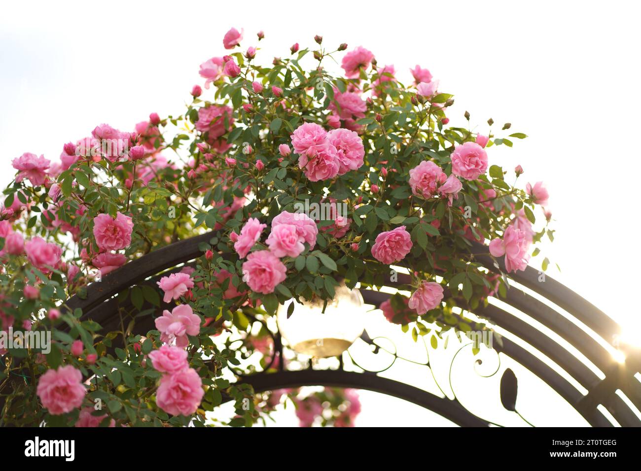 Rose bouclé, l'escalade pousse sur une arche en métal, soutien. Végétation pour aménagement paysager. Décor de clôture dans une cour privée Banque D'Images