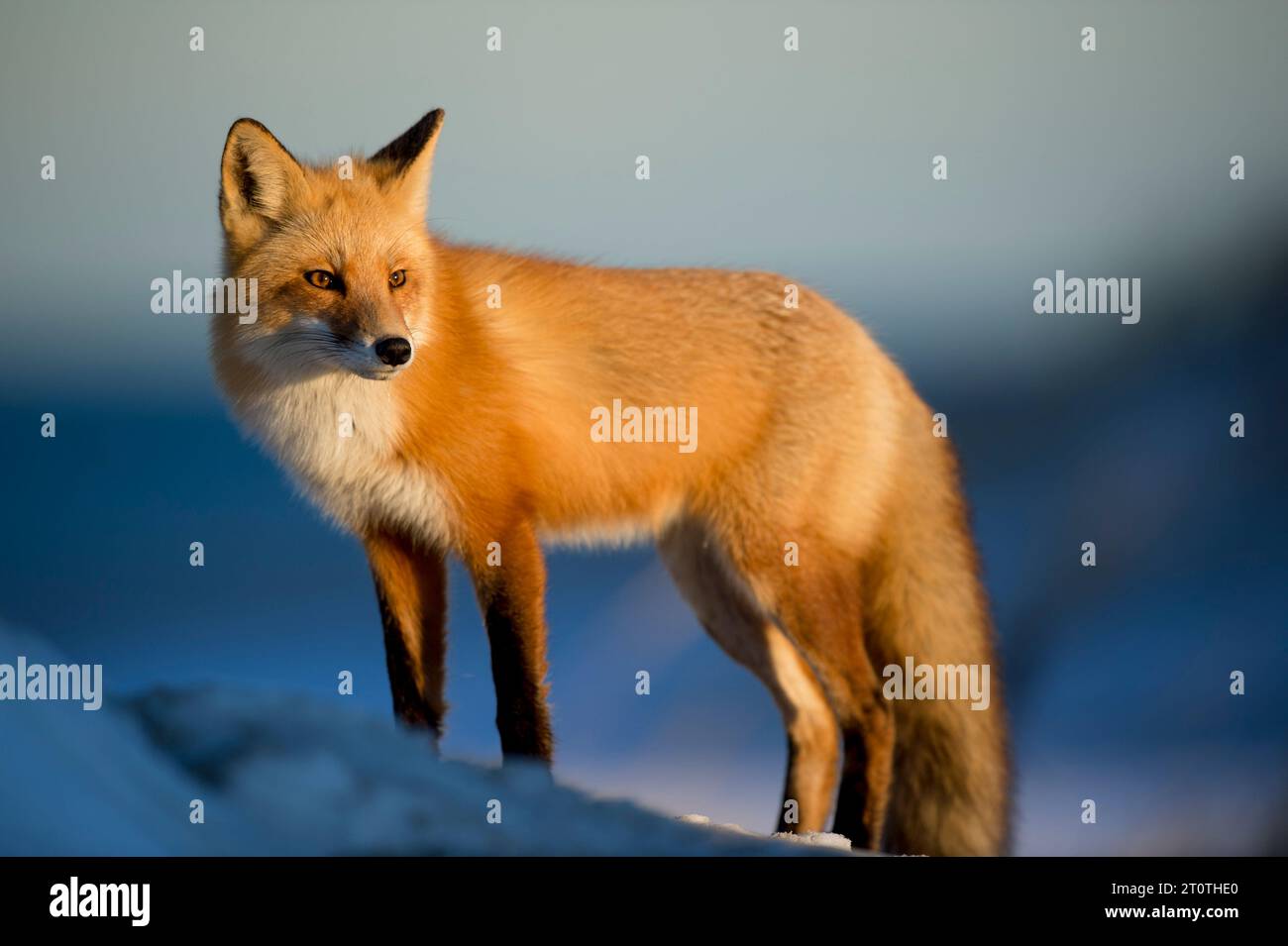 Le renard roux sauvage observe les proies en hiver. Image originale du domaine public de Wikimedia Commons Banque D'Images