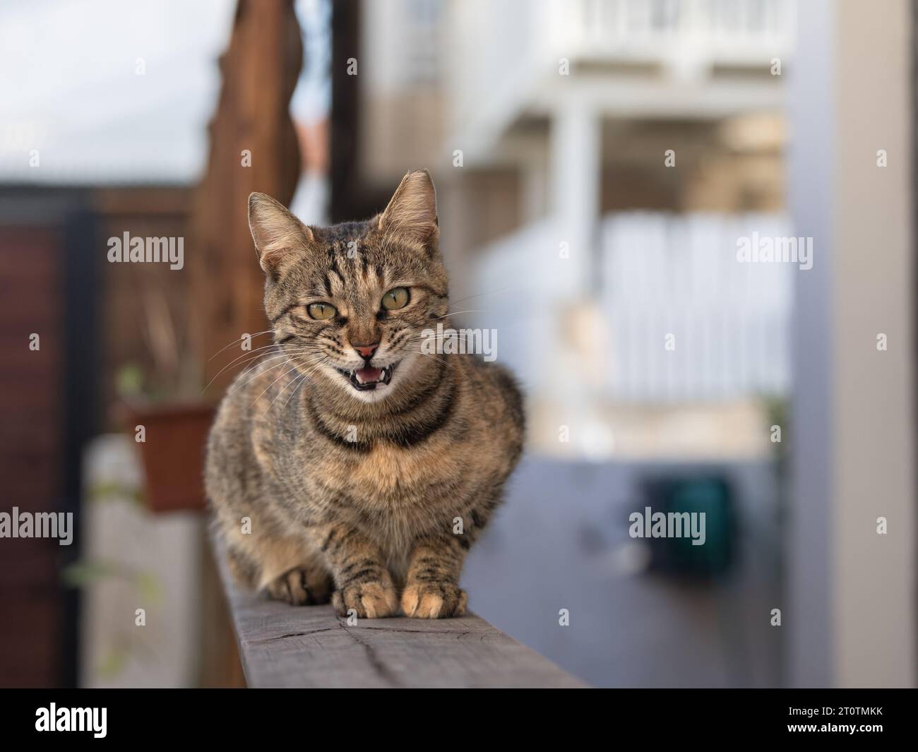 Chat de rue regardant droit devant et miaule. Tiré dehors dans la cour de la maison Banque D'Images