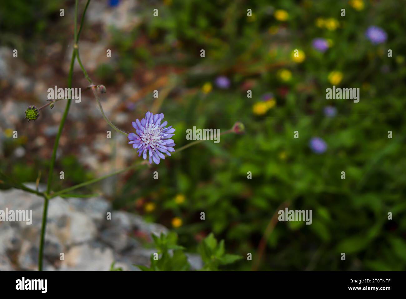 Fleur violette globularia au point avec fond flou bokeh laissant un espace vide pour le texte Banque D'Images