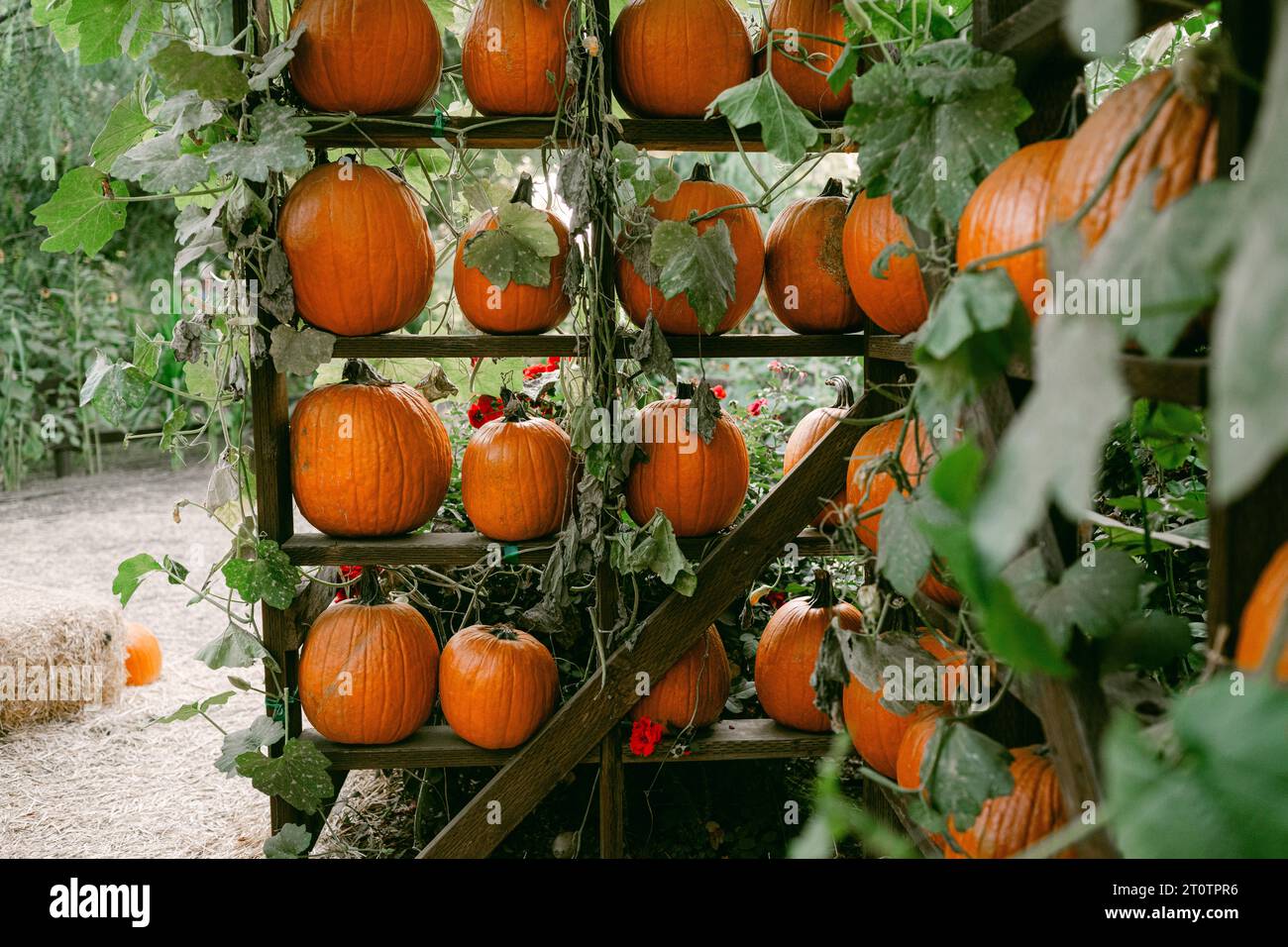 Rangées de citrouilles oranges à la ferme Banque D'Images