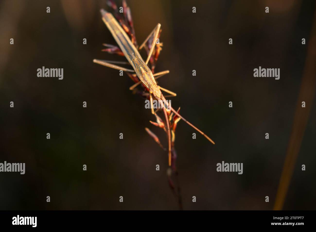 insecte végétal sans scentless sur l'herbe Banque D'Images