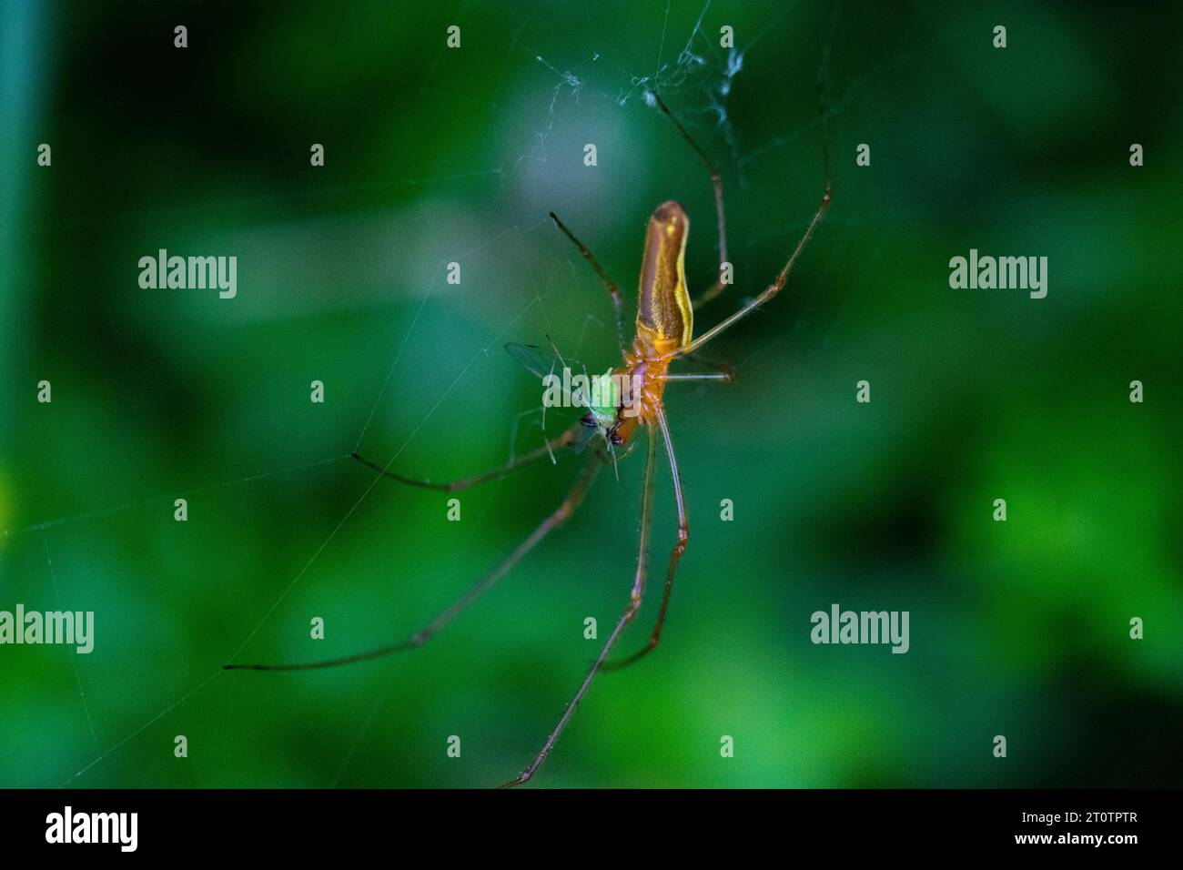 araignée mangeant un minuscule insecte vert Banque D'Images