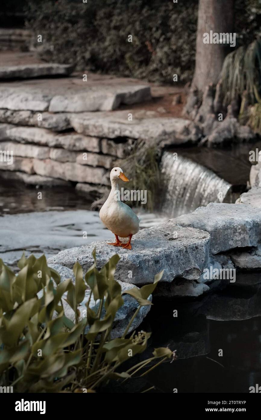 Un canard marchant le long de la rivière Walk Banque D'Images