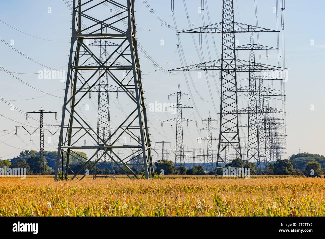 Un champ agricole avec du maïs avec de nombreux pylônes à haute tension et des lignes électriques aériennes en zone rurale, Allemagne en transition énergétique Banque D'Images