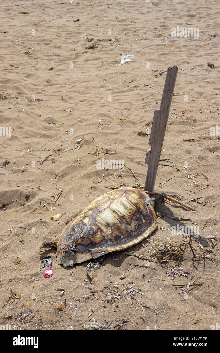 Carapace de protection de tortue morte laissée sur la plage de Prasonisi, un lieu de rencontre entre deux mers Banque D'Images