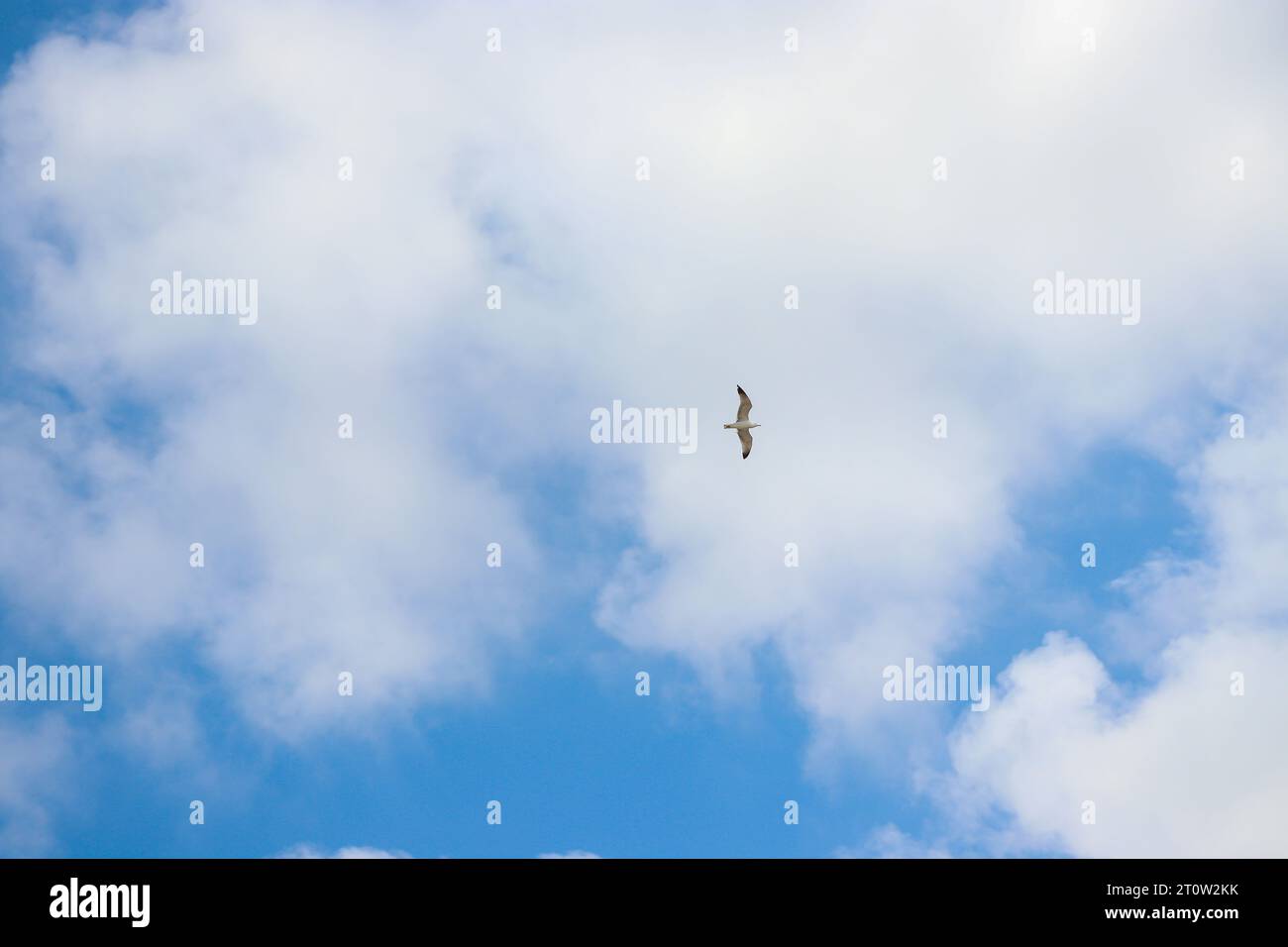 Laridae Seabird un goéland hareng européen volant à travers le ciel Banque D'Images