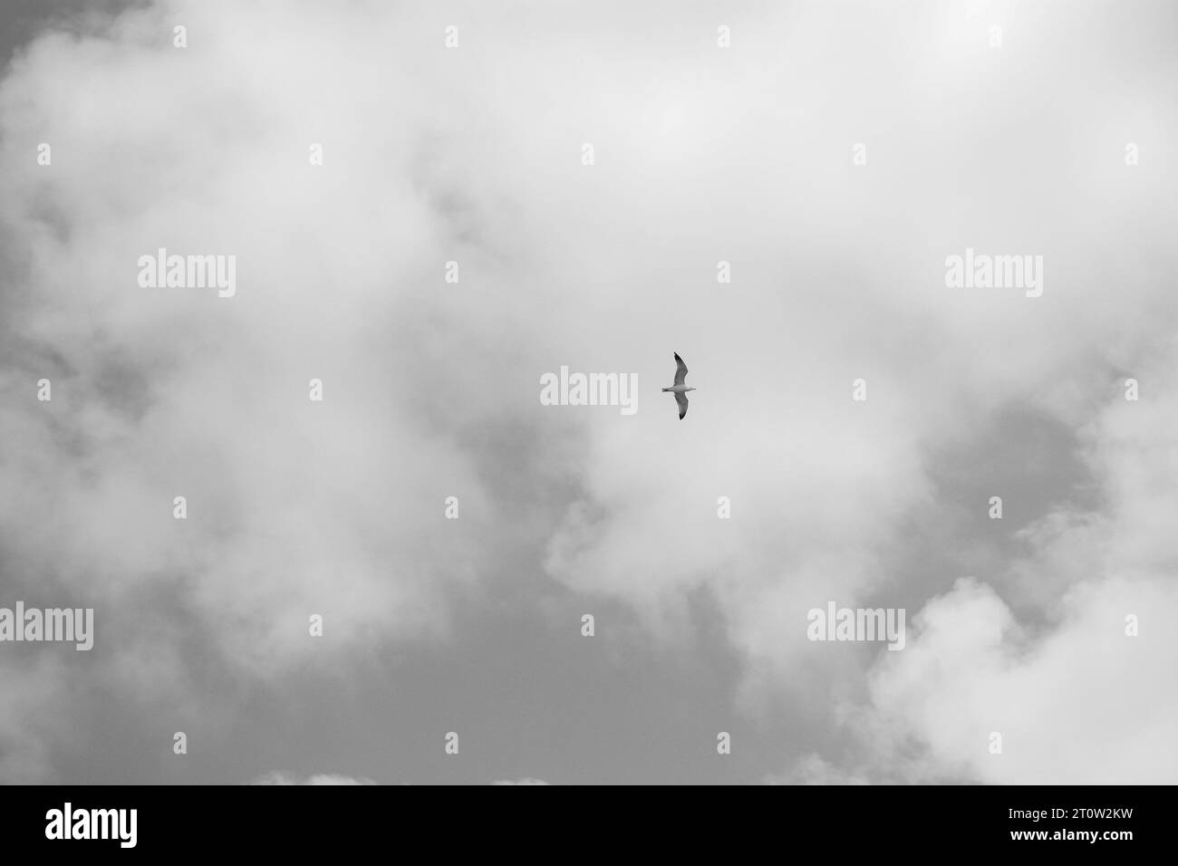 Laridae Seabird Goéland hareng européen volant à travers le ciel en noir et blanc Banque D'Images