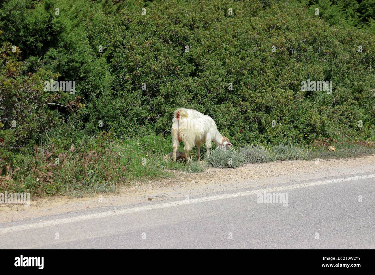 Chèvre domestique blanche marchant le long de la route asphaltée principale sur l'île de Rhodes, Grèce Banque D'Images