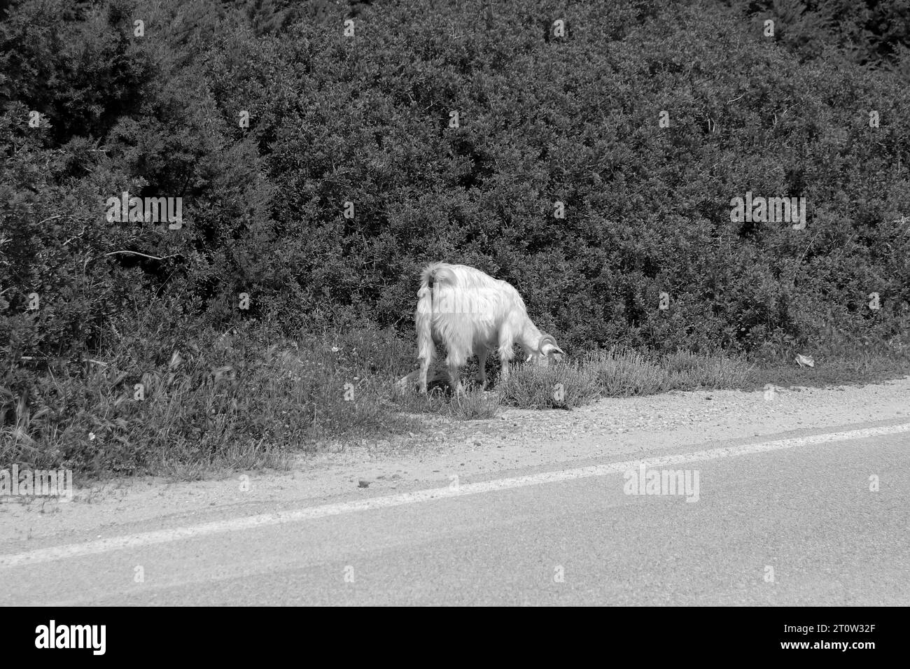 Chèvre domestique blanche marchant le long de la route asphaltée principale sur l'île de Rhodes, Grèce en noir et blanc Banque D'Images