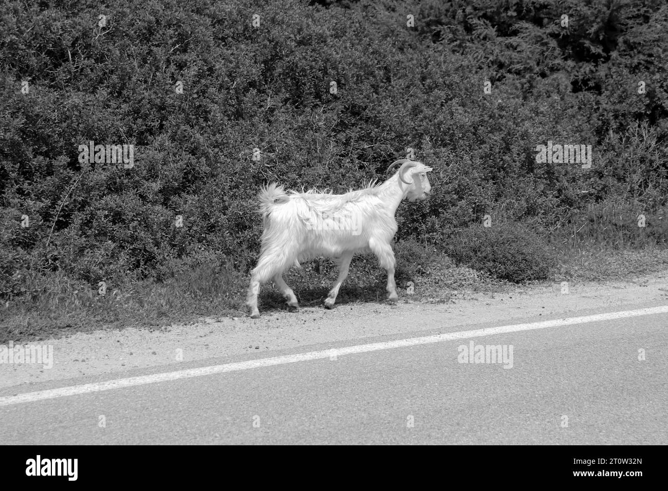 Chèvre domestique blanche marchant le long de la route asphaltée principale sur l'île de Rhodes, Grèce en noir et blanc Banque D'Images