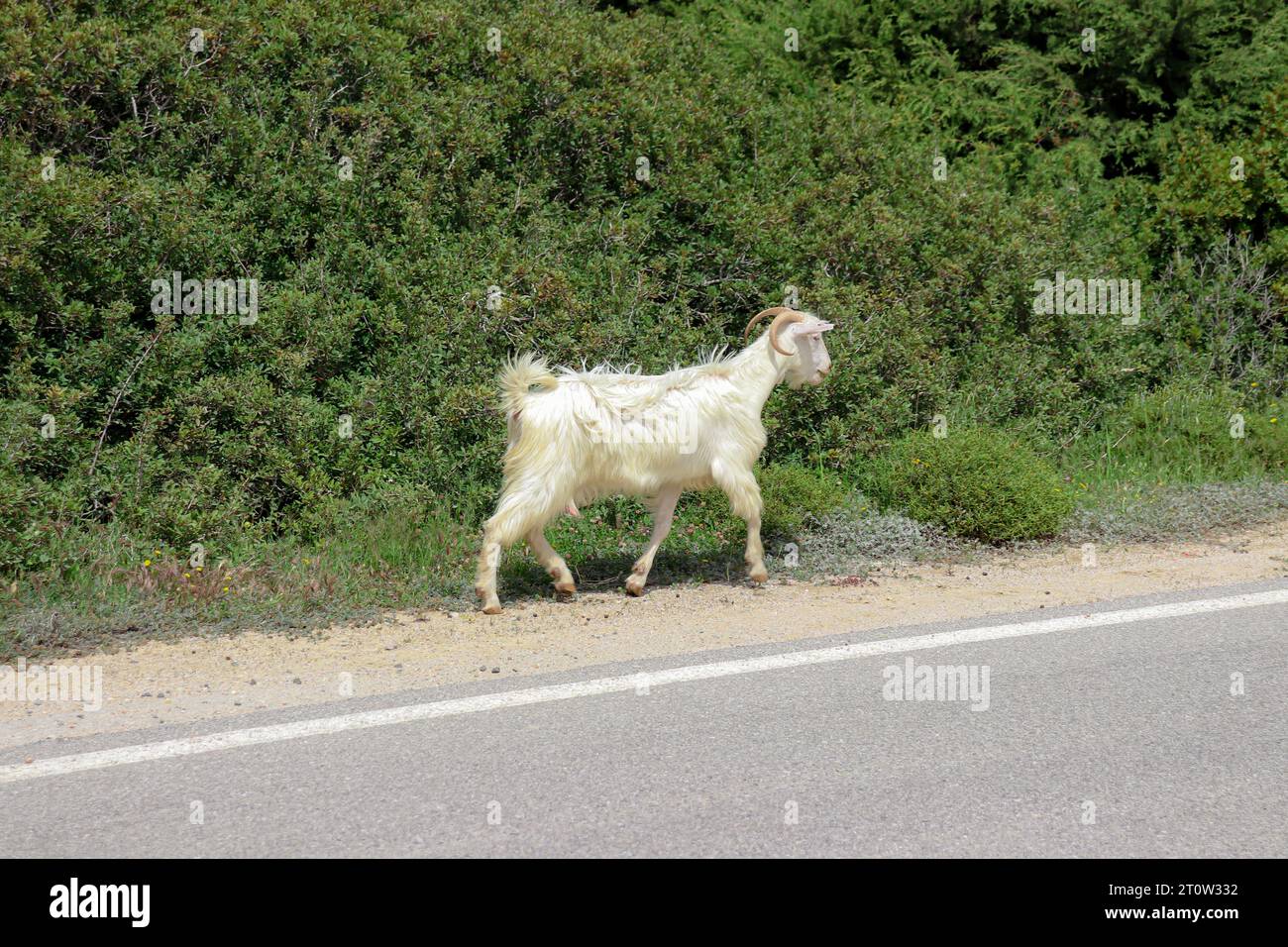 Chèvre domestique blanche marchant le long de la route asphaltée principale sur l'île de Rhodes, Grèce Banque D'Images