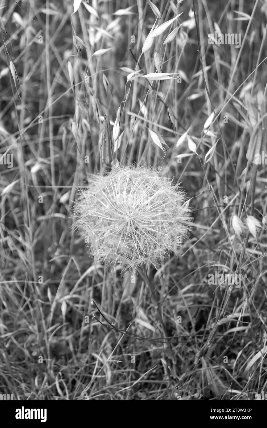 Pissenlit noir et blanc (Senecio vulgaris), communément appelé sol et vieil homme au printemps dans la nature Banque D'Images