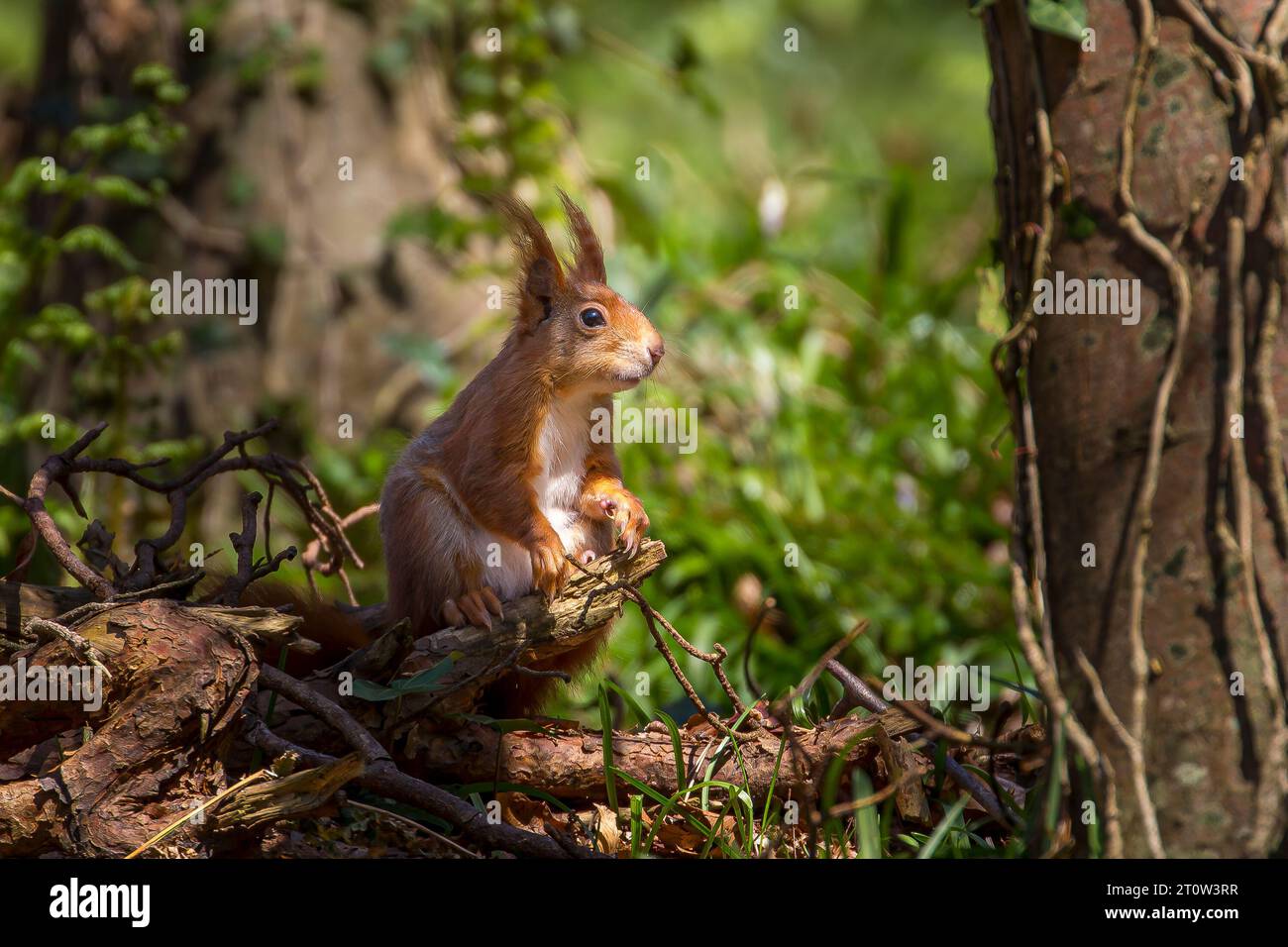 Écureuil roux avec la lumière du soleil sur lui dans une forêt. Banque D'Images