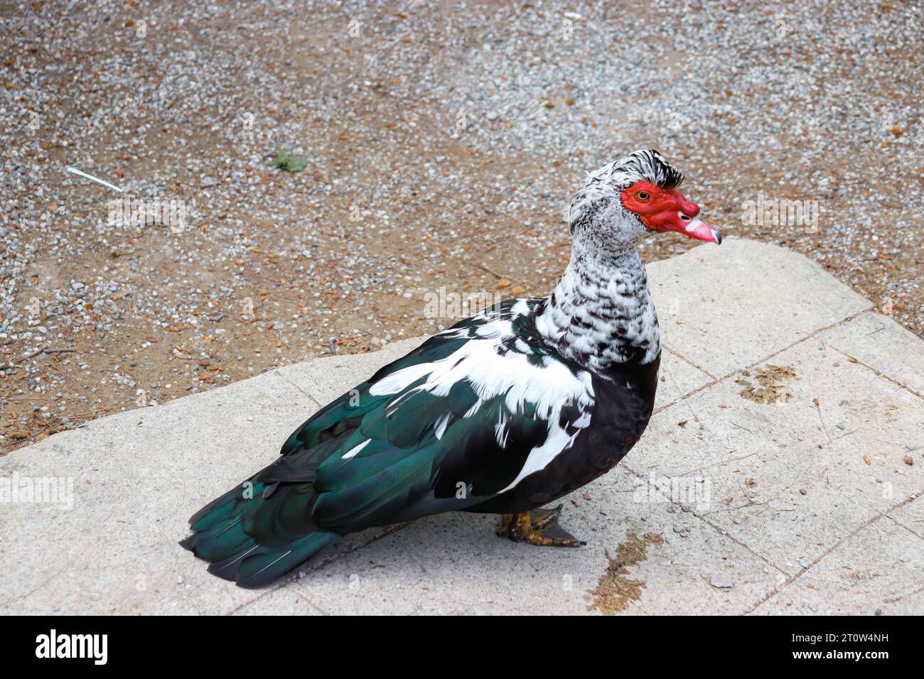 Canard de Barbarie domestique se réveillant librement sur le terrain de la célèbre attraction touristique de Seven Springs (Epta Piges) sur l'île de Rhodes, Greec Banque D'Images