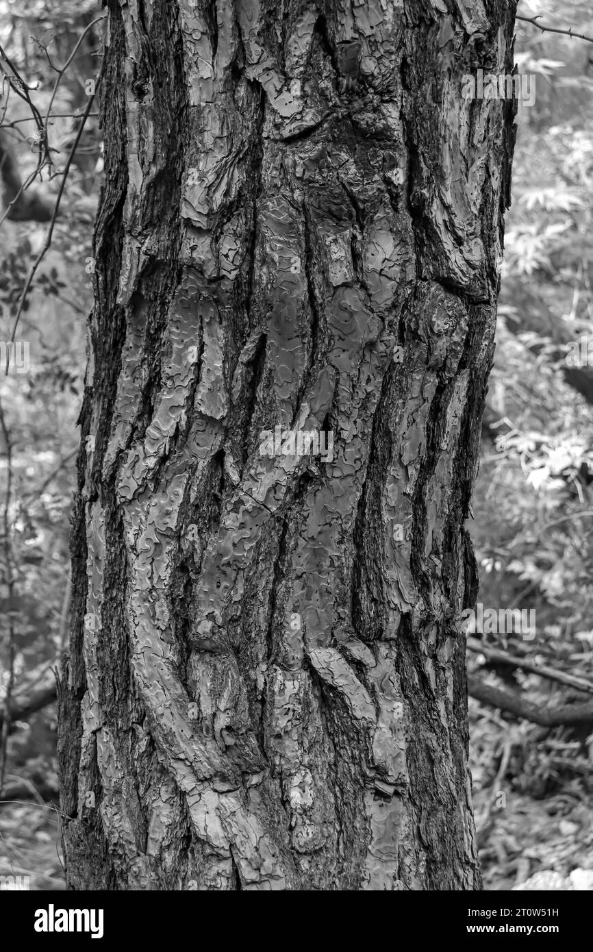 Belle peau d'écorce de tronc d'arbre de fond naturel noir et blanc Banque D'Images