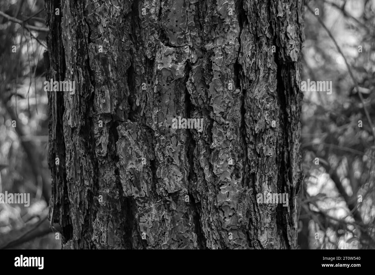 Belle peau d'écorce de tronc d'arbre de fond naturel noir et blanc Banque D'Images