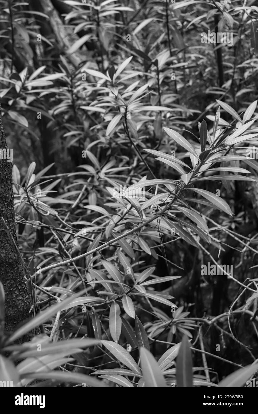 Contexte de Podocarpus spinulosus également connu sous le nom de pin prunier nain et de feuilles épineuses de podocarpe vertes poussant à partir de plantes d'arbres Banque D'Images