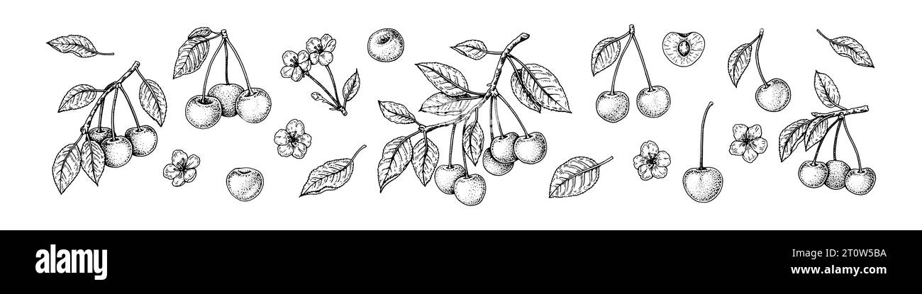 Cerisiers, brach et fleurs décorés dans un style croquis. Illustration vectorielle de gravure. Fruit aigre tiré à la main. Dessin de ligne botanique Illustration de Vecteur