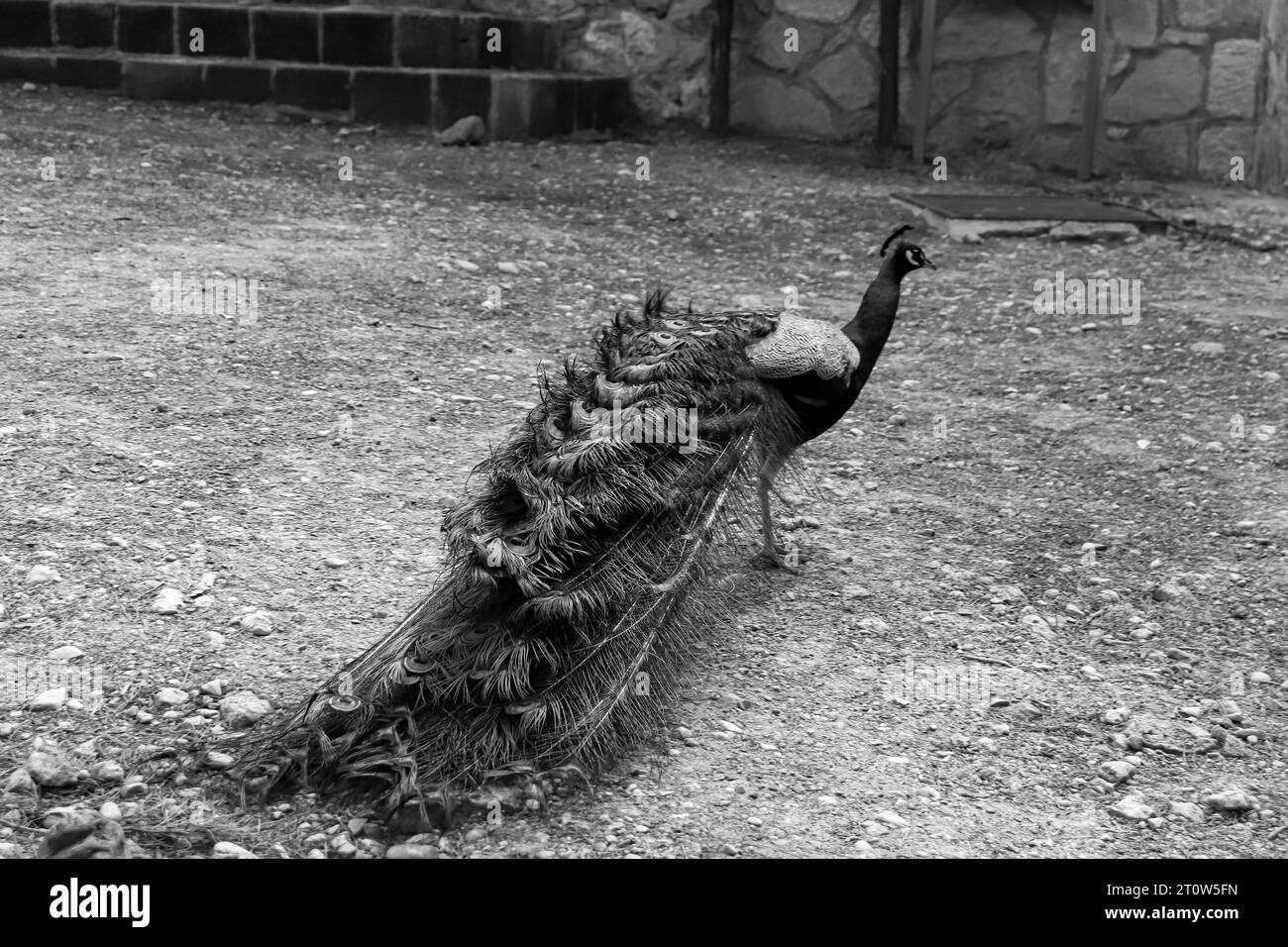 Queue de train de paon noir et blanc (Peafowl, Peachicken) fermée par derrière au célèbre parc touristique de Seven Springs (Epta Piges) Banque D'Images