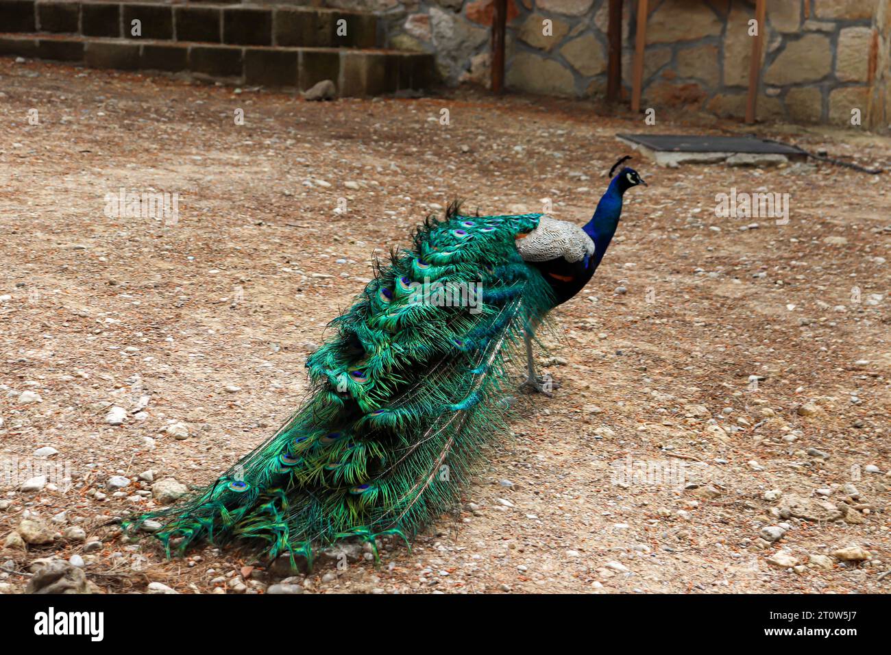 Peacock (Peafowl, Peachicken) queue de train fermée par derrière au célèbre parc touristique de Seven Springs (Epta Piges) Banque D'Images