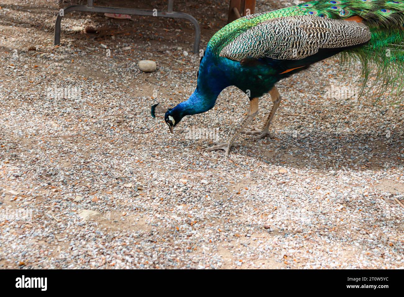 Peacock (Peafowl, Peachicken) manger sur le sol au parc d'attraction touristique célèbre de Seven Springs (Epta Piges) Banque D'Images