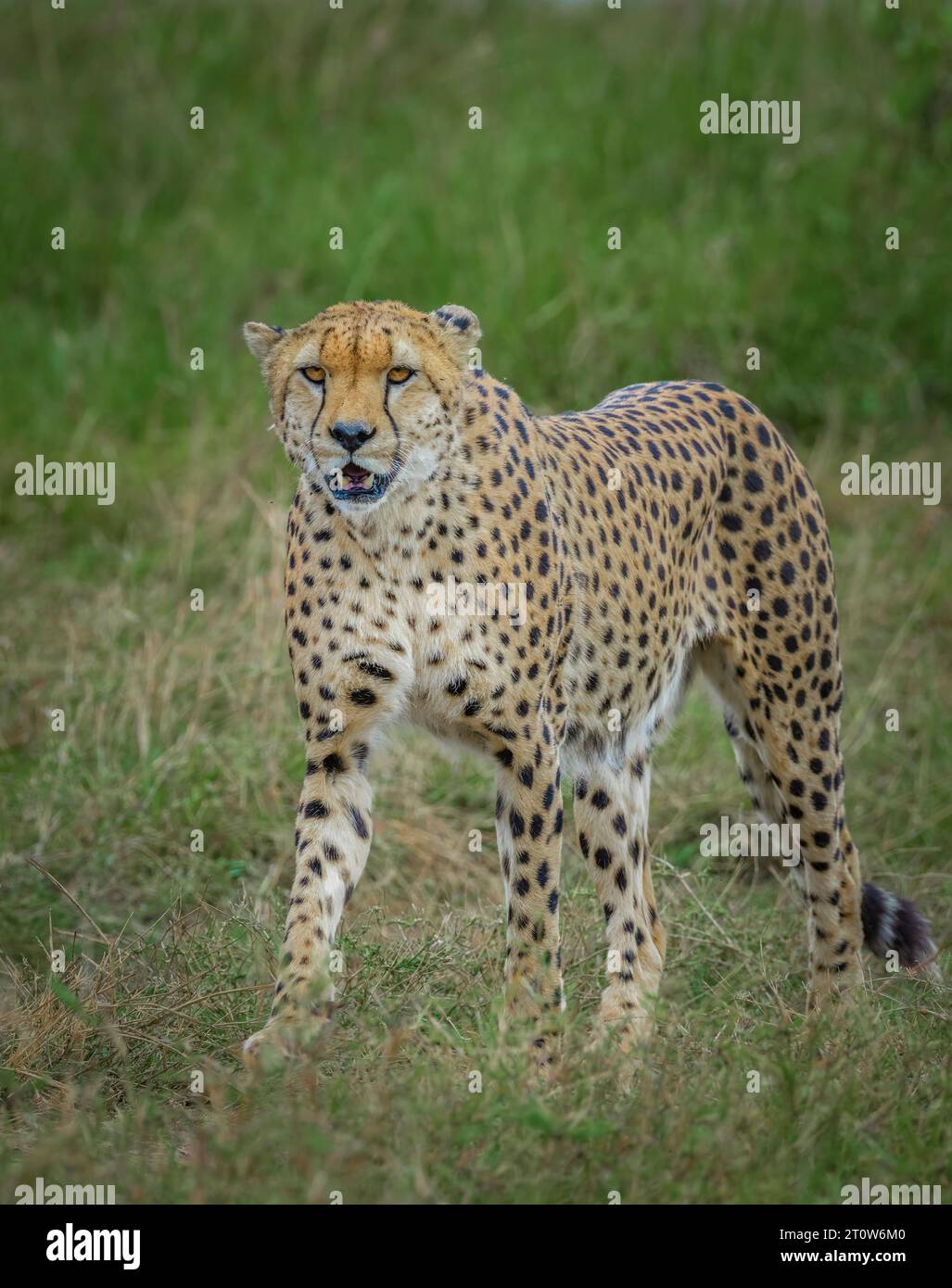 Guépard africain de Maasai Mara Kenya, Afrique, guépard, frères guépard, quatre frères guépard Banque D'Images