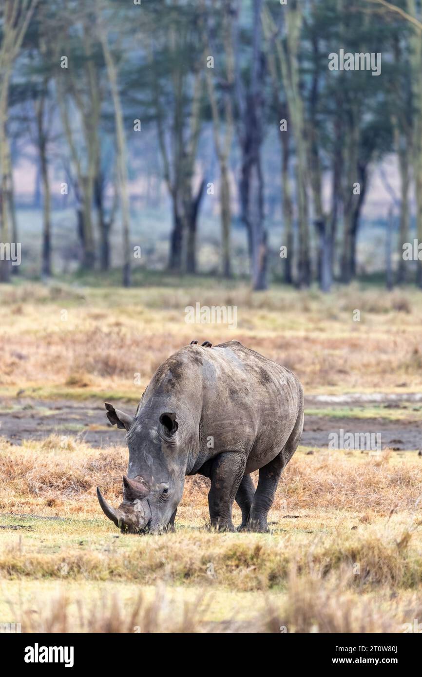 Rhinocéros blanc femelle adulte dans le parc national du lac Nakuru, Kenya. Vue de face d'un rhinocéros à lèvres carrées avec des oiseaux de boeuf autour d'elle. Banque D'Images