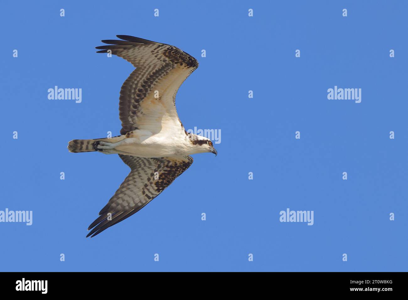 Un balbuzard volant avec ses ailes étendues et ses yeux beady focalisés sur l'horizon Banque D'Images