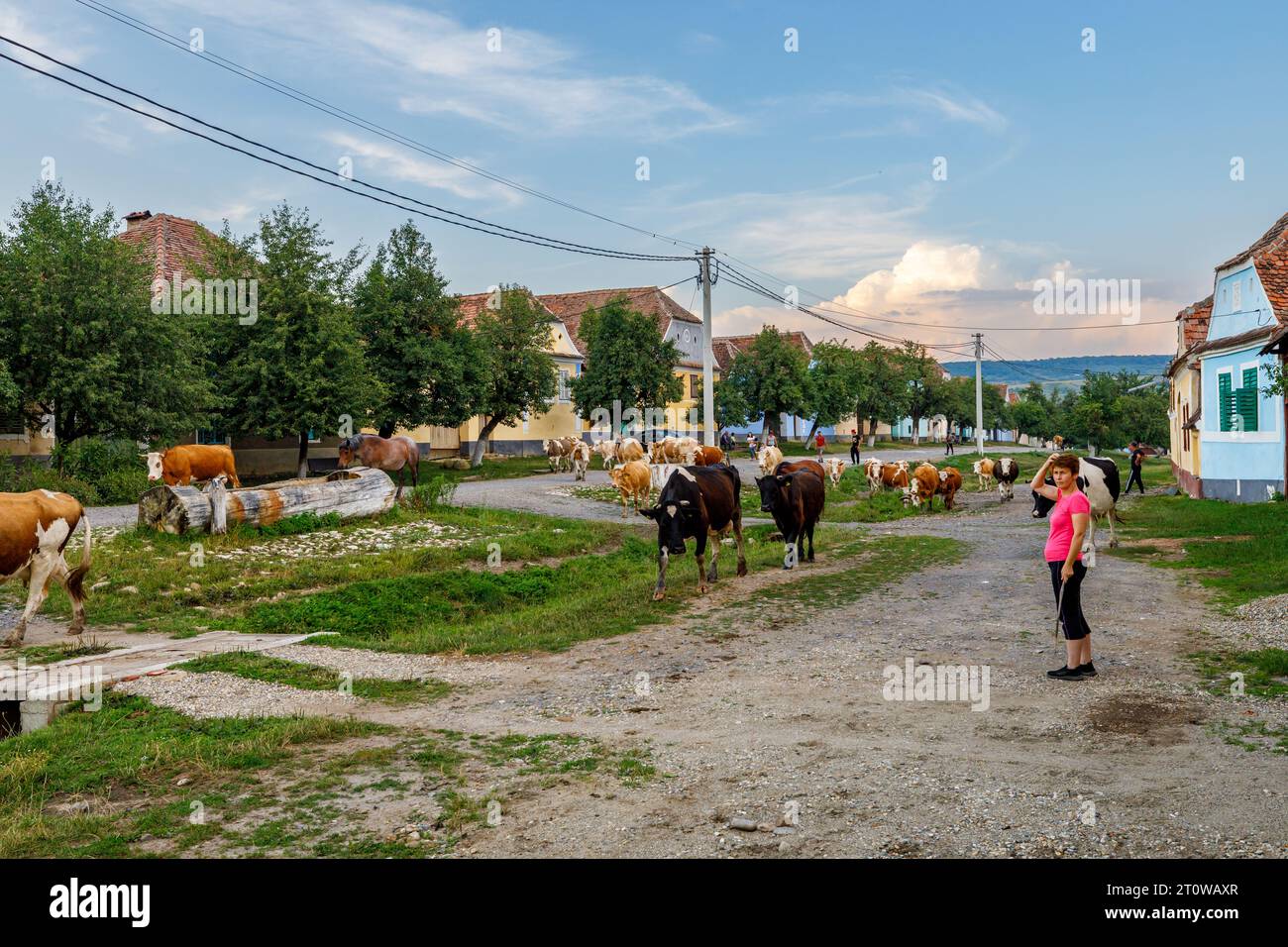 Vaches dans le village de Viscri en Roumanie Banque D'Images