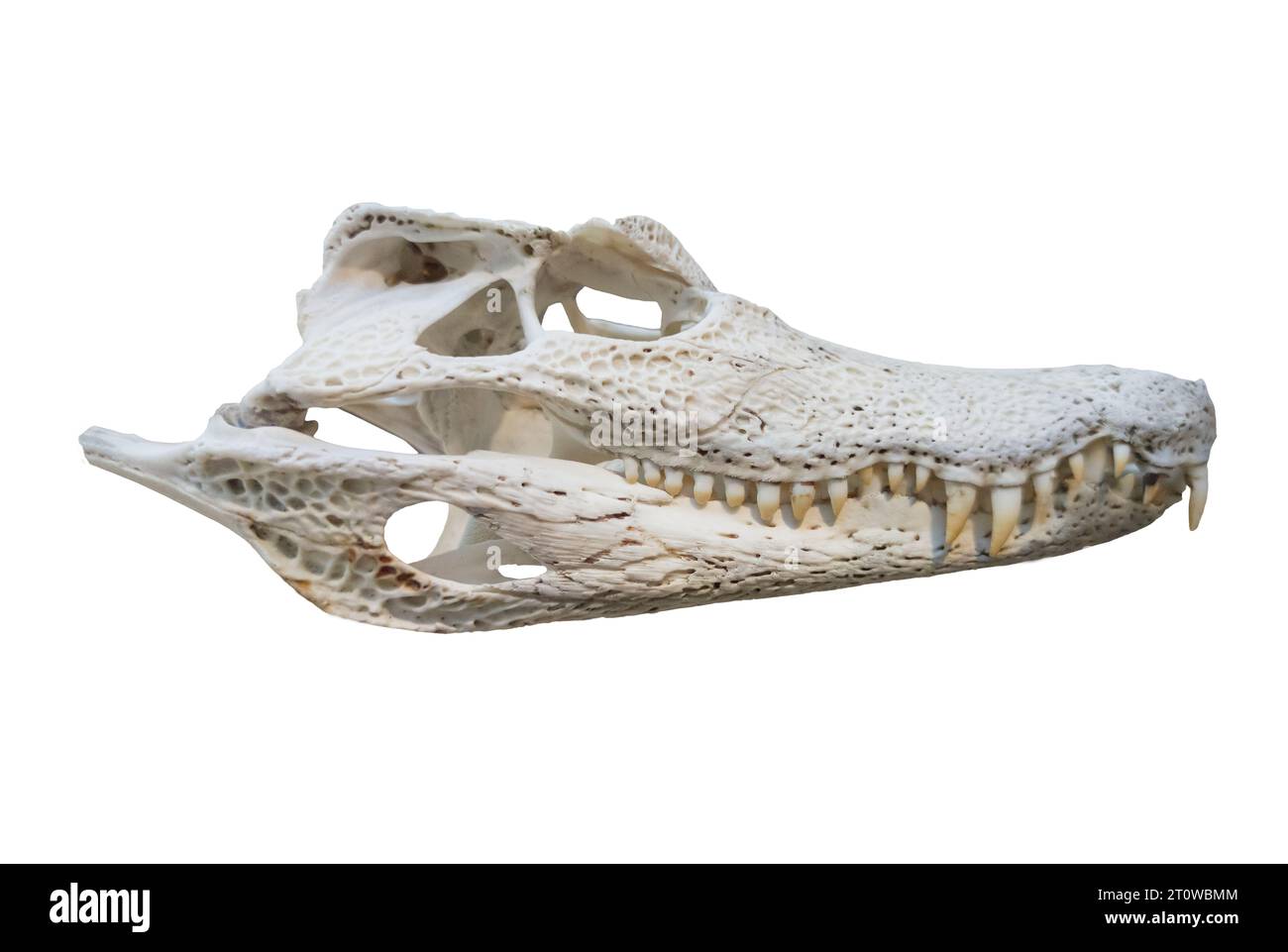 Crâne de caïman à lunettes également nommé Caiman crocodilus. Isolé sur fond blanc Banque D'Images