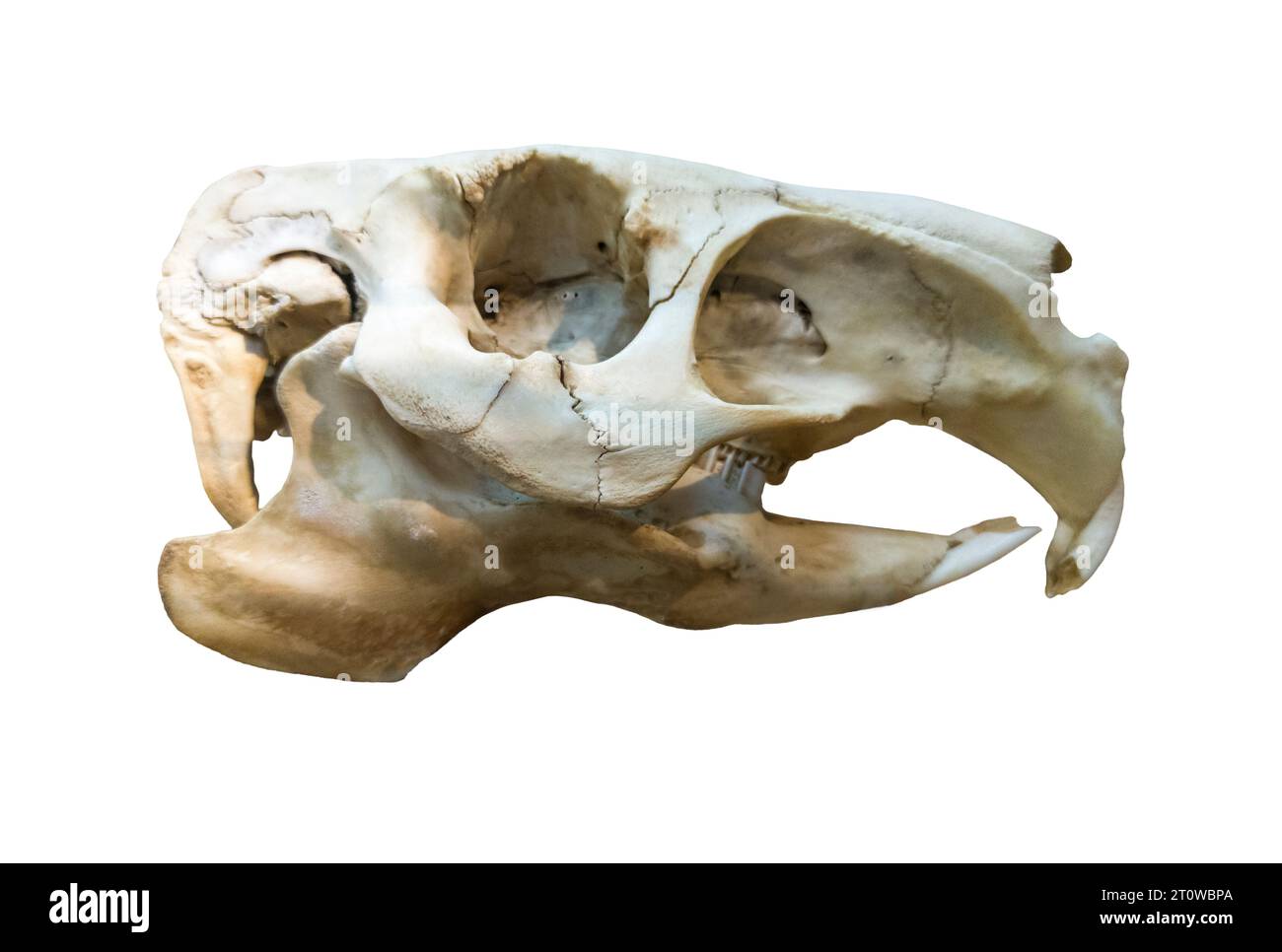 Crâne de capybara ou Hydrochoerus hydrochaeris, le plus grand rongeur du monde. Isolé sur fond blanc Banque D'Images