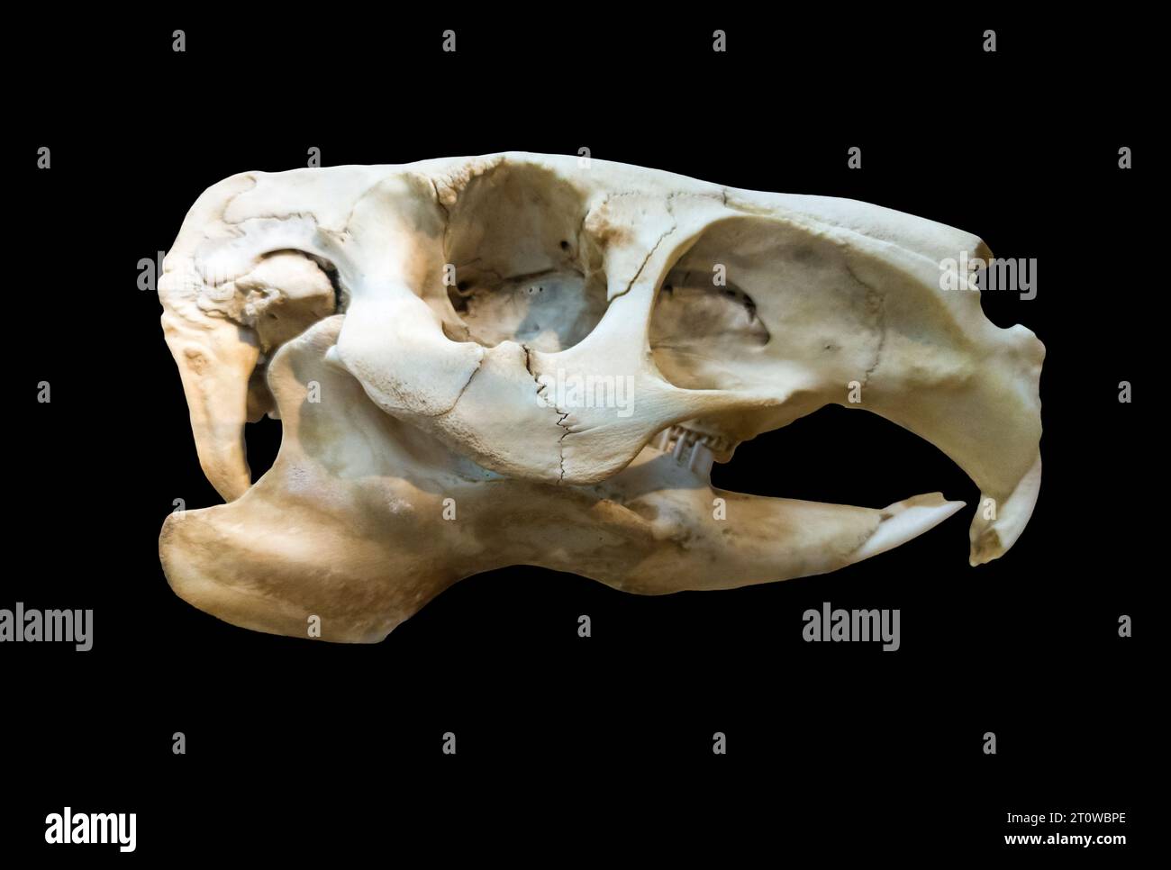 Crâne de capybara ou Hydrochoerus hydrochaeris, le plus grand rongeur du monde. Isolé sur fond noir Banque D'Images