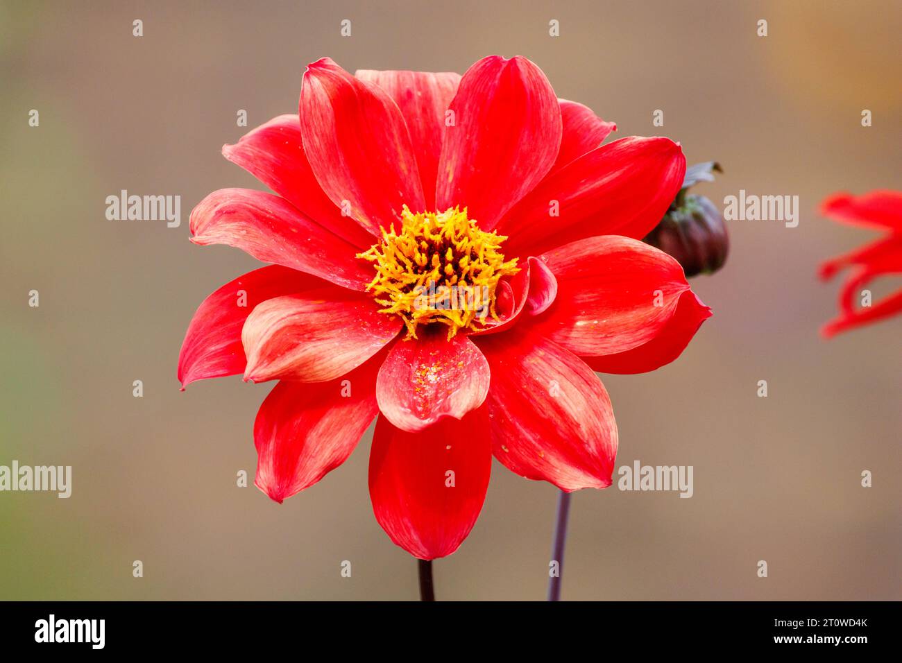 Dahlia Bishop of Llandaff fleur Banque D'Images Dahlia Bishop of Llandaff fleur Banque D'Images