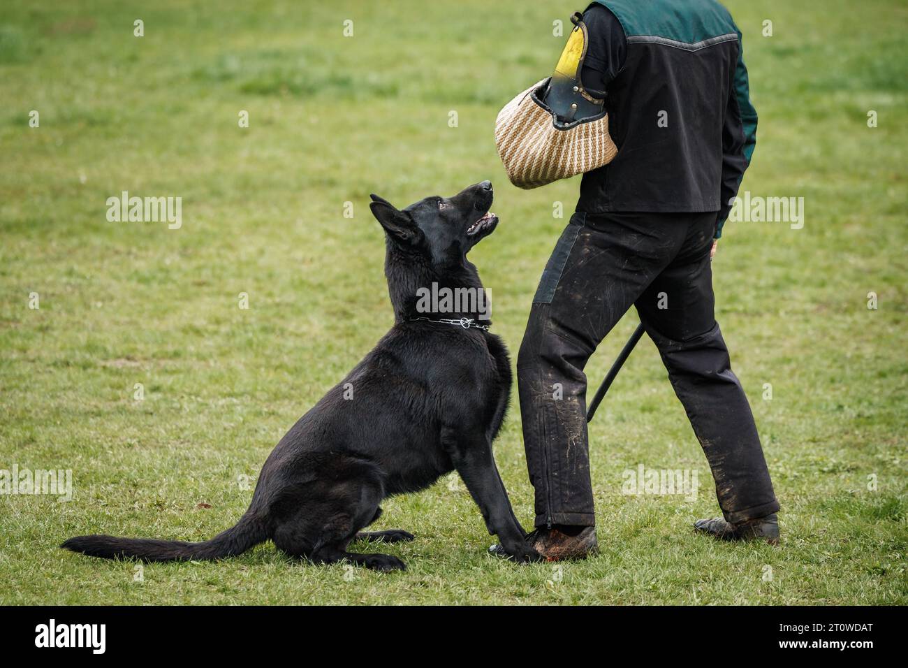 Berger allemand noir faisant le travail de morsure et de défense avec le maître-chien de police. Formation à l'obéissance des animaux Banque D'Images