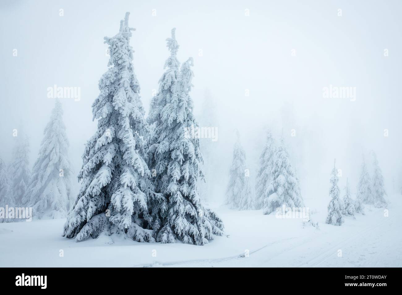 Forêt hivernale dans le brouillard. Épinettes couvertes de neige avec brume gelée. Temps froid en montagne Banque D'Images