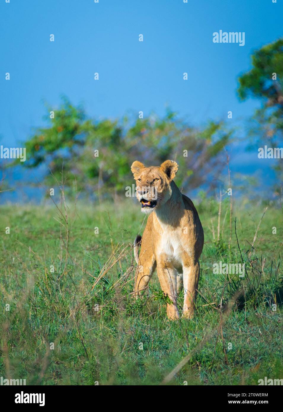 Homme africain Lion au repos, Roi Lion, Mufasa : le Roi Lion Banque D'Images