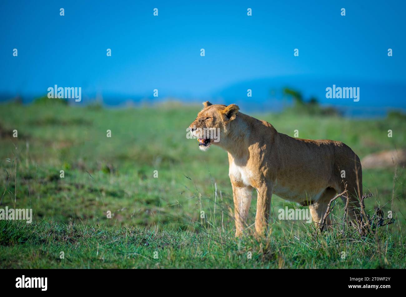 Homme africain Lion au repos, Roi Lion, Mufasa : le Roi Lion Banque D'Images