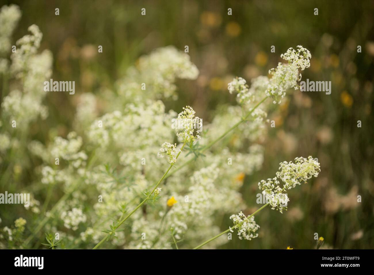 Flore de Finlande - petits abattant blancs de saxatile Galium, paille de lit de bruyère, fond macro naturel Banque D'Images