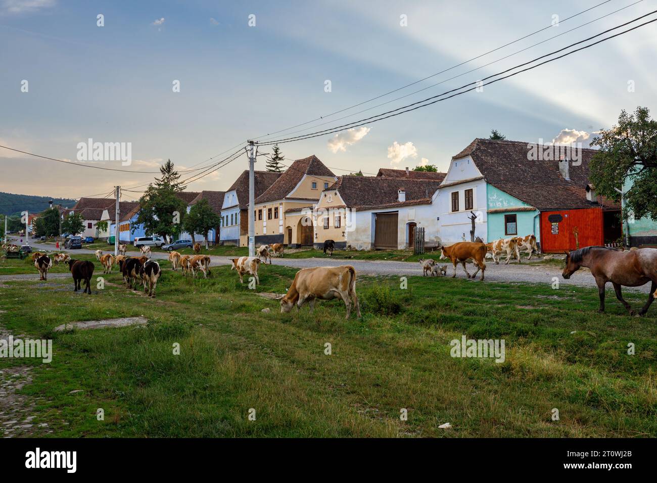 Vaches dans le village de Viscri en Roumanie Banque D'Images