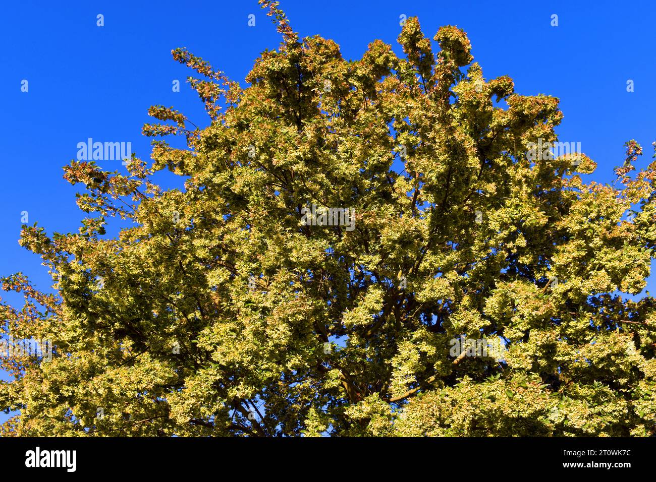 L'érable trident (Acer buergerianum) avec des branches chargées de fruits (samaras). Banque D'Images