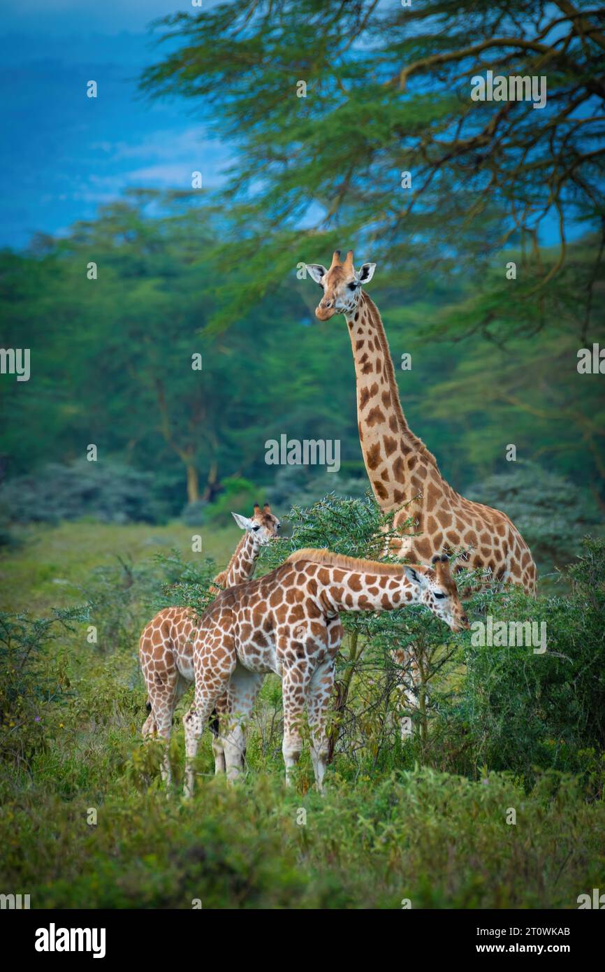 Girafe africaine, girafe nigérienne ou girafe nigériane, girafe ouest-africaine Banque D'Images