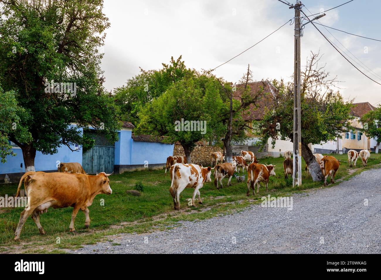 Vaches dans le village de Viscri en Roumanie Banque D'Images