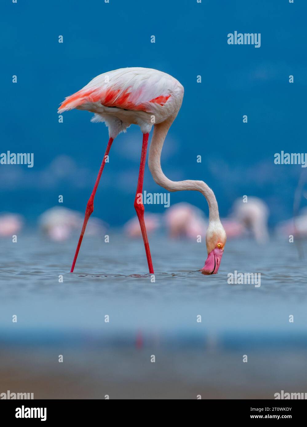 Grand Flamingo, Grand Flamingos, Groupe du Grand Flamingo, Groupe des Grands Flamingos, Flamingos africains, Flamingos africains Banque D'Images