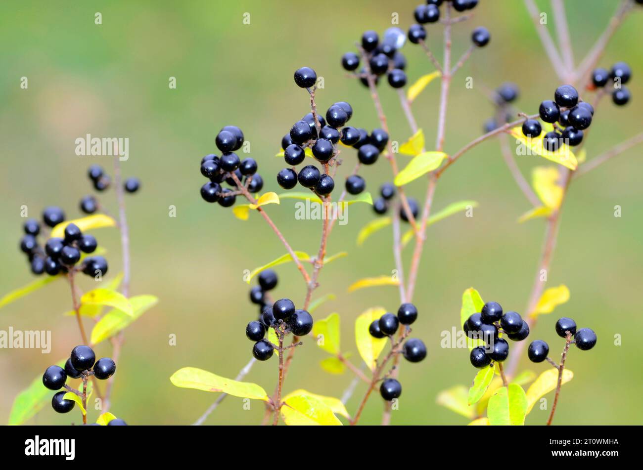 Fruits noirs du privet européen (Ligustrum vulgare). Banque D'Images