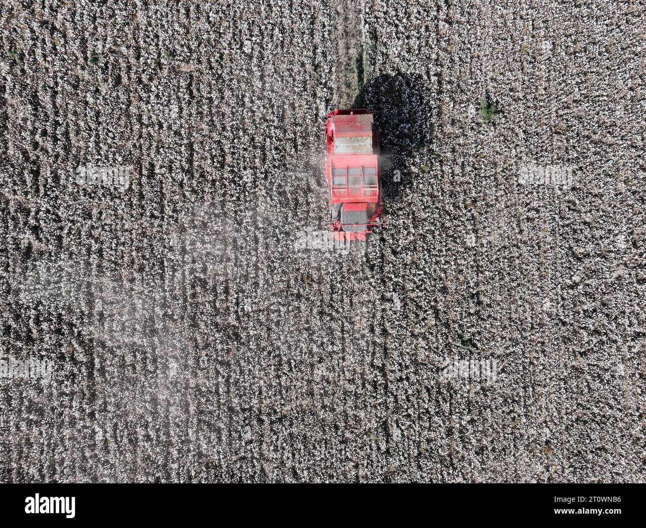 KORLA, CHINE - 9 OCTOBRE 2023 - Un cultivateur de coton récolte du coton dans un champ de Korla, province du Xinjiang, Chine, le 9 octobre 2023. Banque D'Images